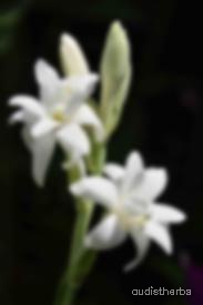augmented_Polianthes tuberosa flower3_blurred.jpeg